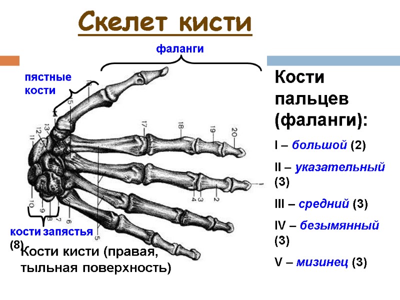 Скелет кисти фаланги Кости кисти (правая, тыльная поверхность) пястные кости кости запястья (8) Кости